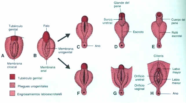 desarrollo de los genitales del feto durante el embarazo. El tubérculo genital se convierte poco a poco en pene o vulva.