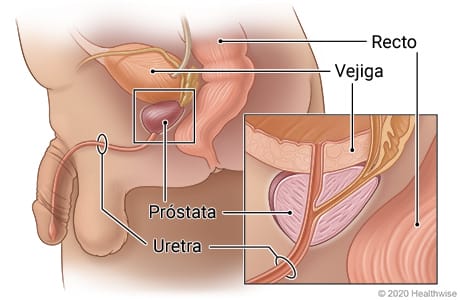 corte lateral de los genitales internos masculinos donde aparecen la vejiga, el recto y la próstata