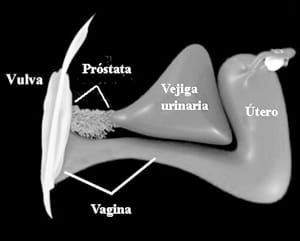 genitales internos femeninos donde aparecen la próstata alrededor de la uretra, al final la vejiga y desde la entrada de la vagina el canal vaginal y el útero con las trompas de falopio y los ovarios